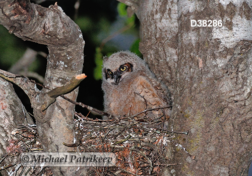 Bubo virginianus
